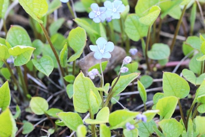 Gedenkemein - Omphalodes verna