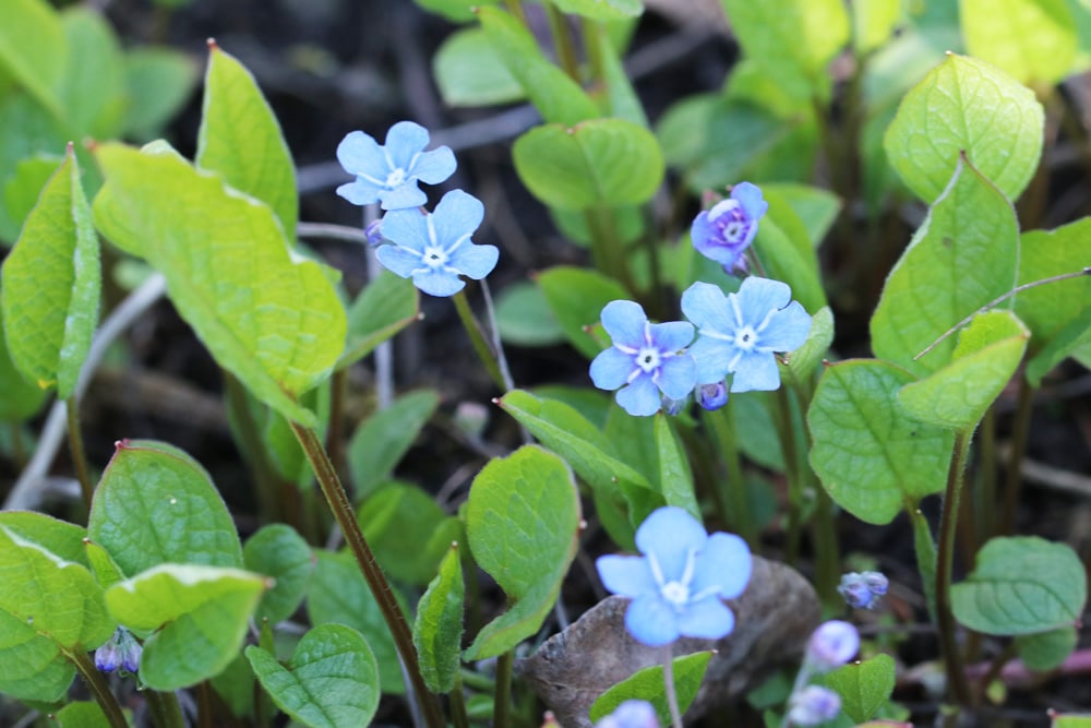 Gedenkemein - Omphalodes verna