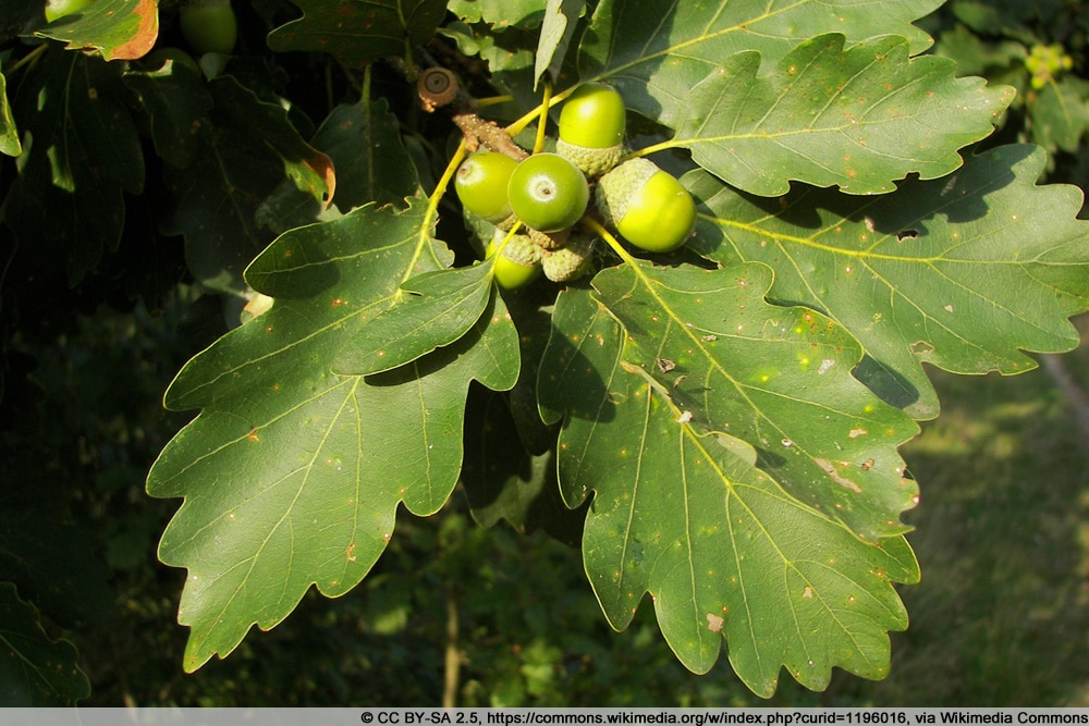 Traubeneiche - Quercus petraea