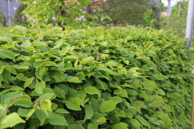 Buchenhecke pflanzen Zeitpunkt, Pflanzabstand & Co Gartenrat.de