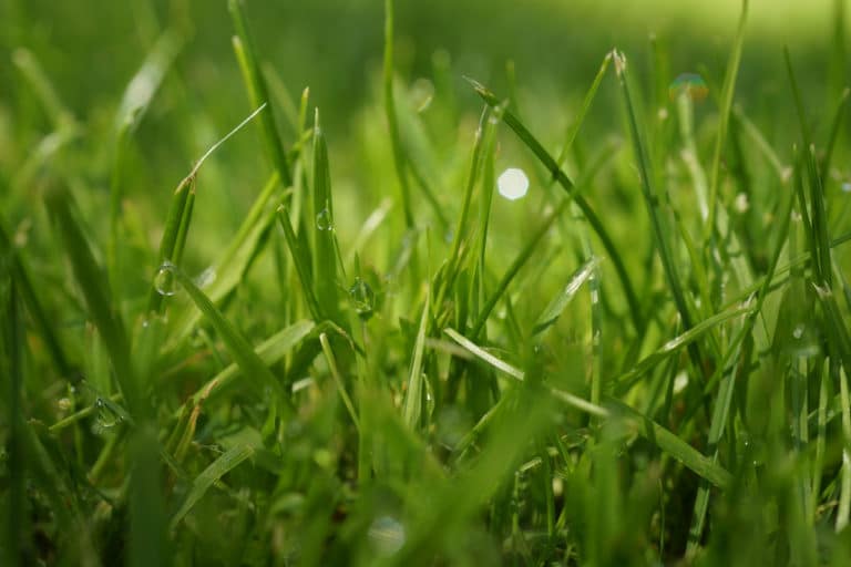 Letzter Rasenschnitt vor dem Winter wann Rasen mähen? Gartenrat.de