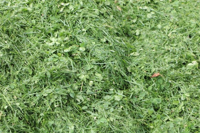 Letzter Rasenschnitt vor dem Winter wann Rasen mähen? Gartenrat.de
