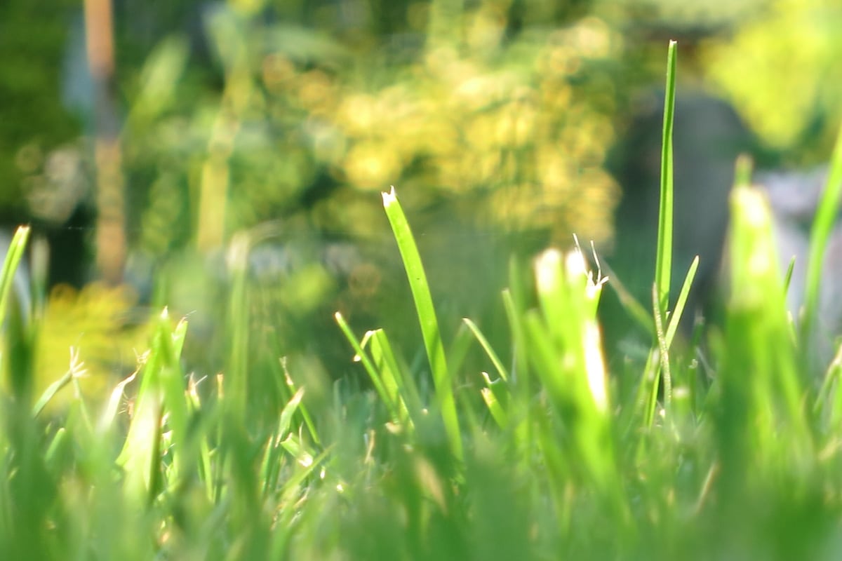 Rasen säen im Herbst - Rasenfläche im Halbschatten