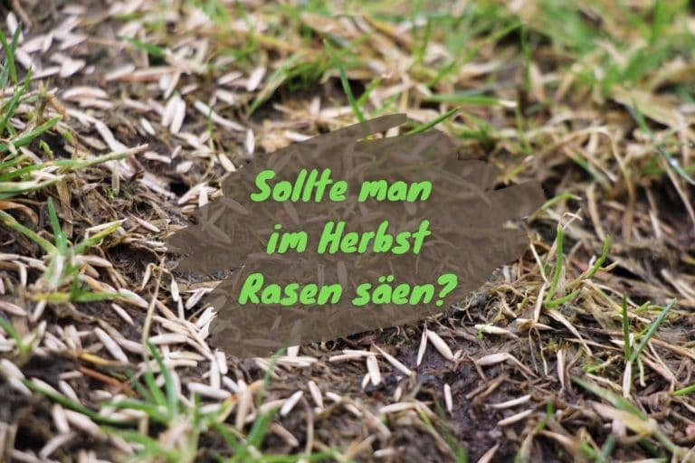 Rasen Säen Oktober
