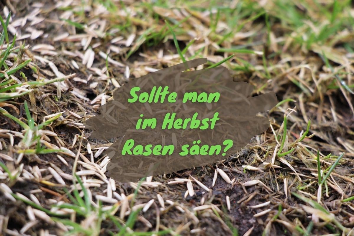 Rasen säen im Herbst