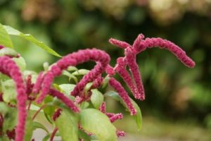 AmarantPflanze, Amaranthus Fuchsschwanz im Garten pflegen Gartenrat.de
