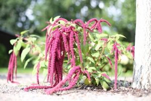 AmarantPflanze, Amaranthus Fuchsschwanz im Garten pflegen Gartenrat.de