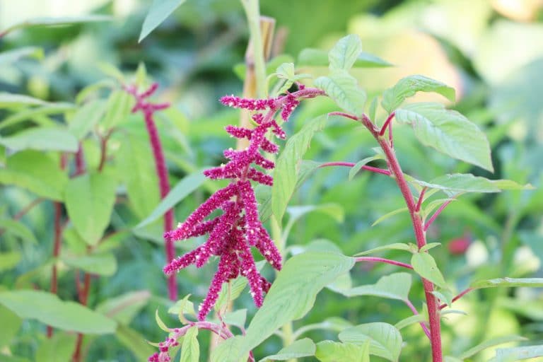 AmarantPflanze, Amaranthus Fuchsschwanz im Garten pflegen Gartenrat.de