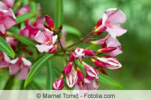 Oleander Blüte