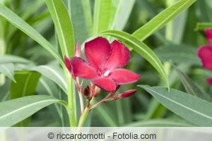 Oleander rot