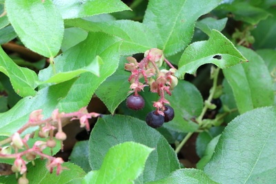 Rebhuhnbeeren, Gaultheria