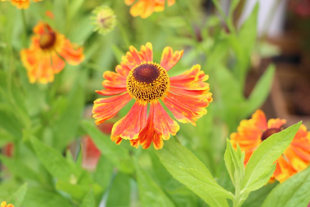 Sonnenbraut - Helenium