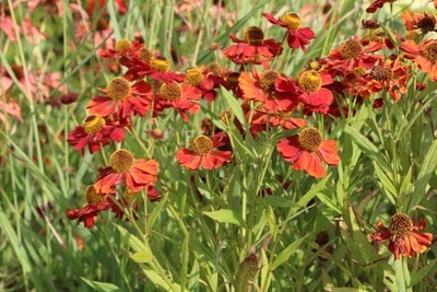 Helenium