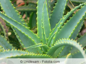 aloe vera barbadensis