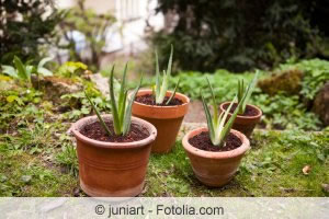 aloe vera barbadensis