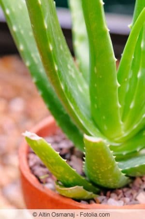 aloe vera barbadensis