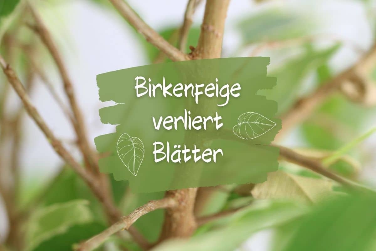 Birkenfeige verliert Blätter