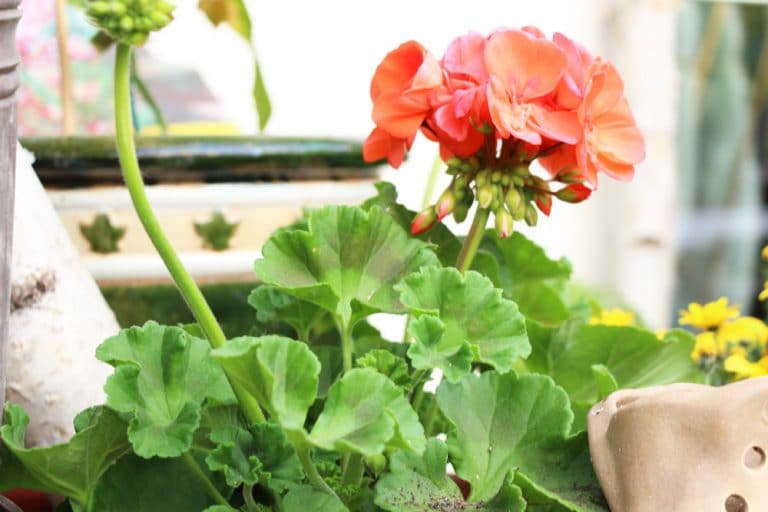 Geranien/Pelargonien vermehren durch Stecklinge und Samen Gartenrat.de