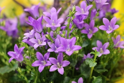 campanula portenschlagiana