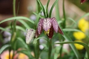 Schachbrettblume, Fritillaria meleagris Pflege im Garten/Topf