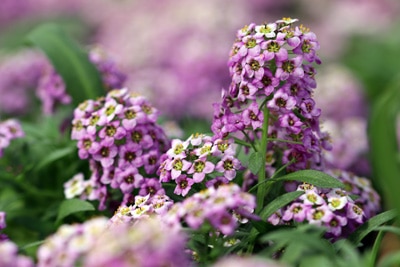 Steinkraut - Lobularia alyssum - Duftsteinrich