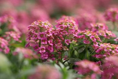 Steinkraut - Lobularia alyssum - Duftsteinrich