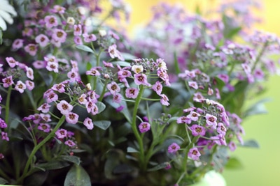 Steinkraut - Lobularia alyssum - Duftsteinrich