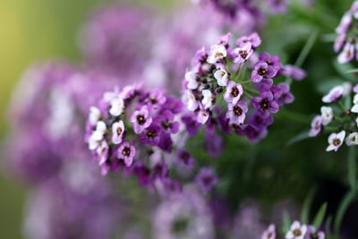 Steinkraut - Lobularia alyssum - Duftsteinrich