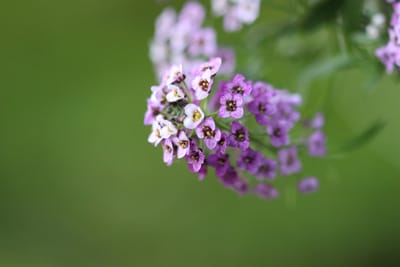 Steinkraut - Lobularia alyssum - Duftsteinrich