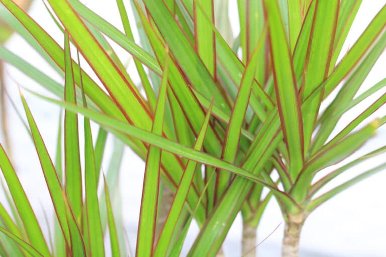 Wie giftig ist der Drachenbaum/Dracaena für Mensch, Katze und Hund