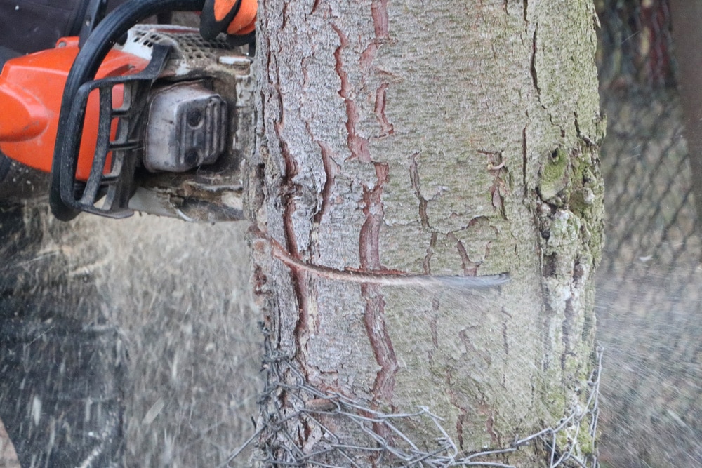 Baum fällen mit Kettensäge