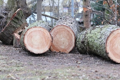 gefällter Baum