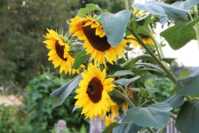 Sonnenblume - Helianthus annuus 