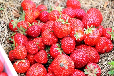 Erdbeeren - Fragaria