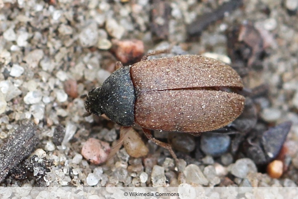 Brauner Pelzkäfer - Attagenus smirnovi