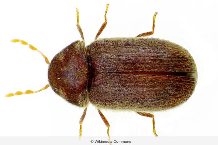 Kleine braune Käfer in Haus/Wohnung bestimmen und loswerden Gartenrat.de