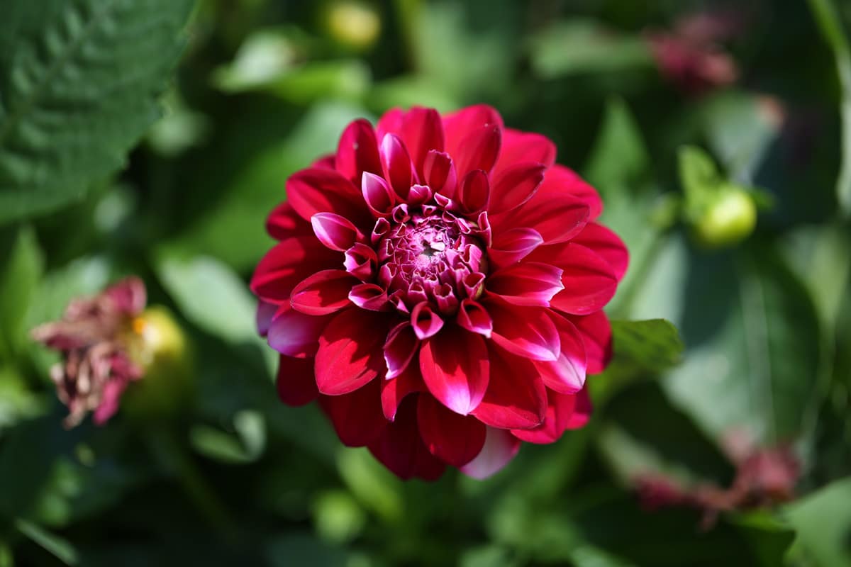 Dahlien überwintern - Dahlie im Herbst