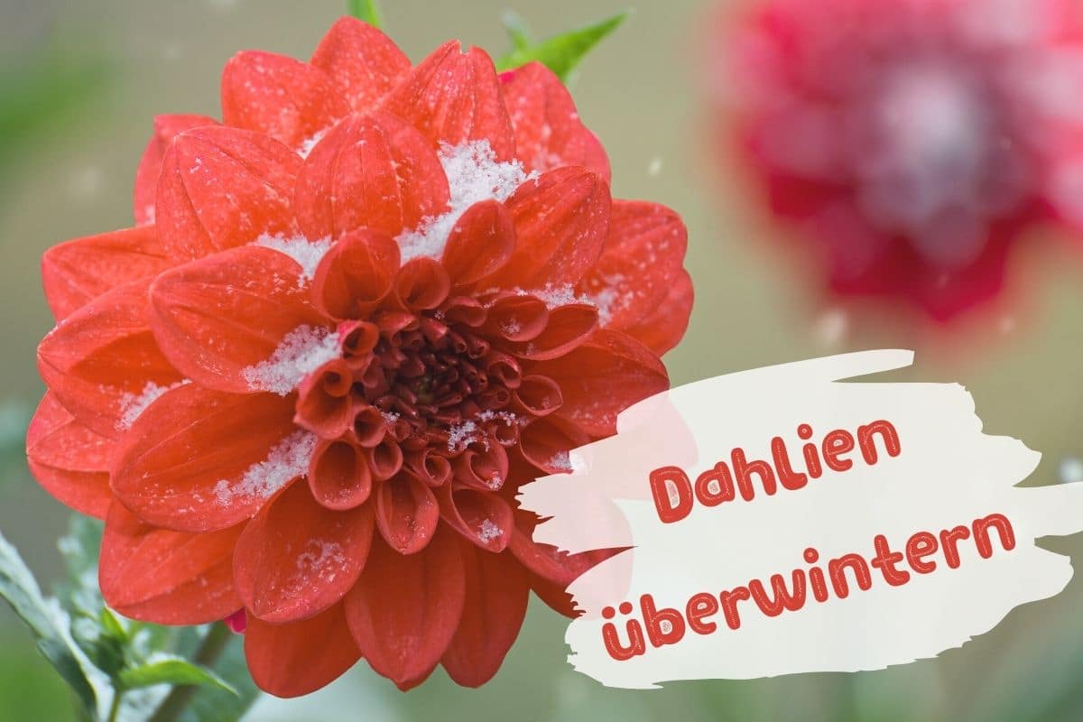 Dahlien überwintern