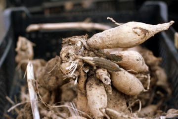 Dahlien überwintern so geht's mit und ohne Keller Gartenrat.de