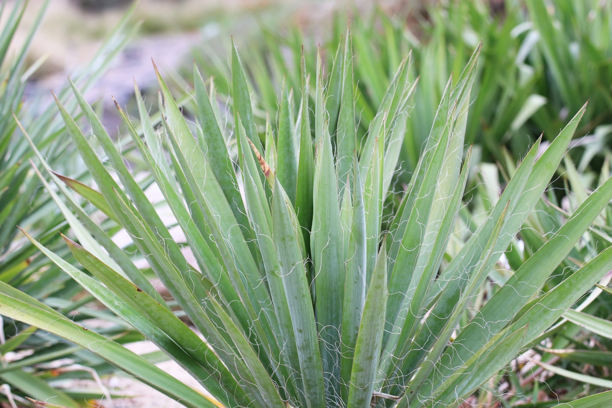 Fädige Palmlilie (Yucca filamentosa)