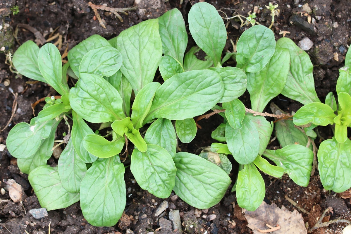 Feldsalat (Valerianella locusta)