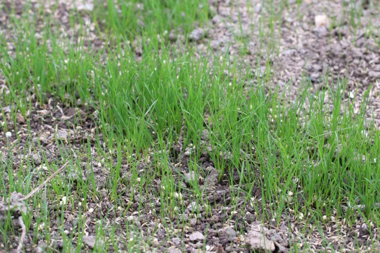Ab wann darf man frisch gesäten Rasen mähen? Gartenrat.de