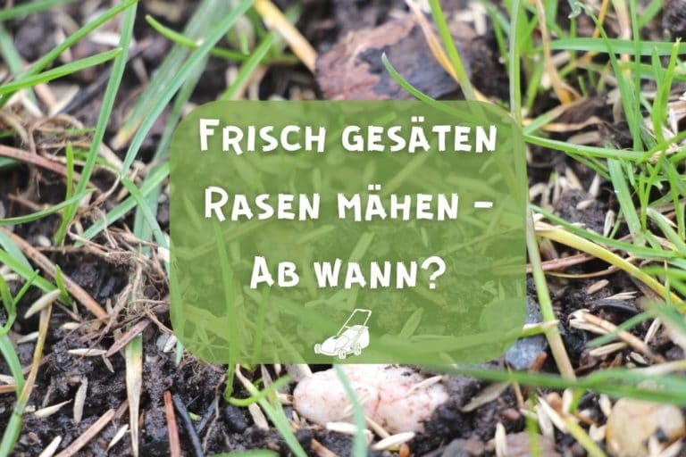 Ab wann darf man frisch gesäten Rasen mähen? Gartenrat.de