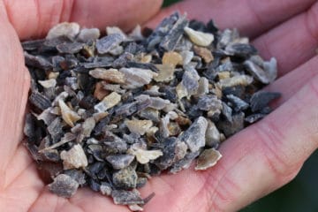 Ab wann kann man Dahlien vorziehen? So gelingt es Gartenrat.de