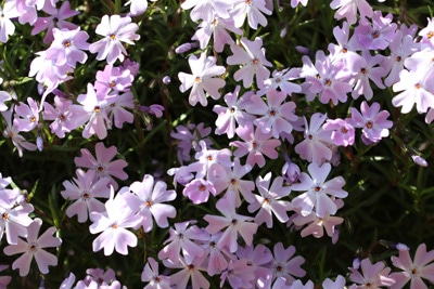 Phlox subulata - Polster Phlox - Teppich Phlox