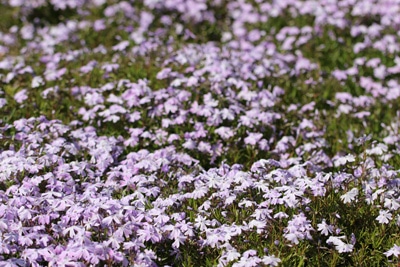 Phlox subulata - Polster Phlox - Teppich Phlox