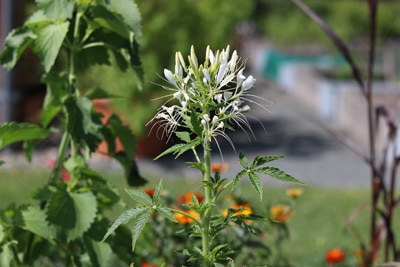 Spinnenblume - Cleome spinosa