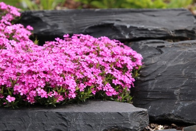 Teppichphlox - Phlox subulata 'Atropurpurea'