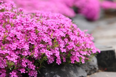 Teppichphlox - Phlox subulata 'Atropurpurea'