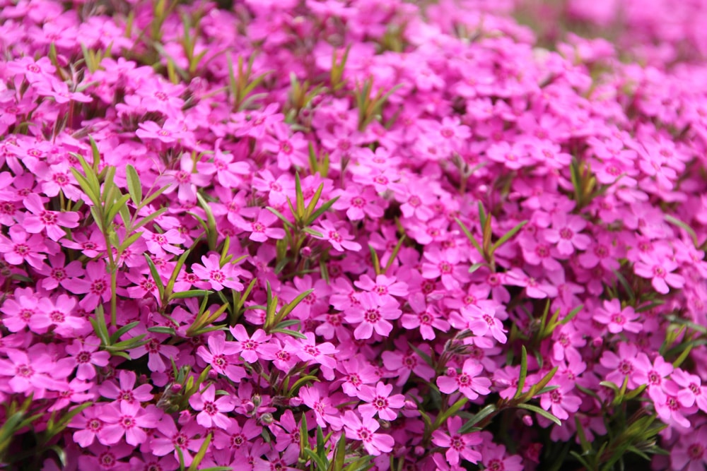 Teppichphlox - Phlox subulata 'Atropurpurea'